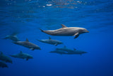 Dolphins Poster och Canvastavla