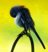 Winter Bird Poster och Canvastavla