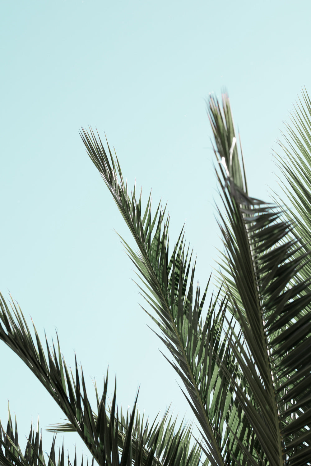 Palm leaves and sky_2 Poster och Canvastavla