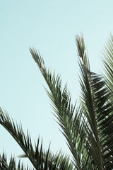 Palm leaves and sky_2 Poster och Canvastavla