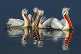 Dalmatian pelicans Close Up Poster och Canvastavla