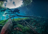 Over the jungle Poster och Canvastavla