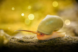 Leptopoma nitidum Poster och Canvastavla