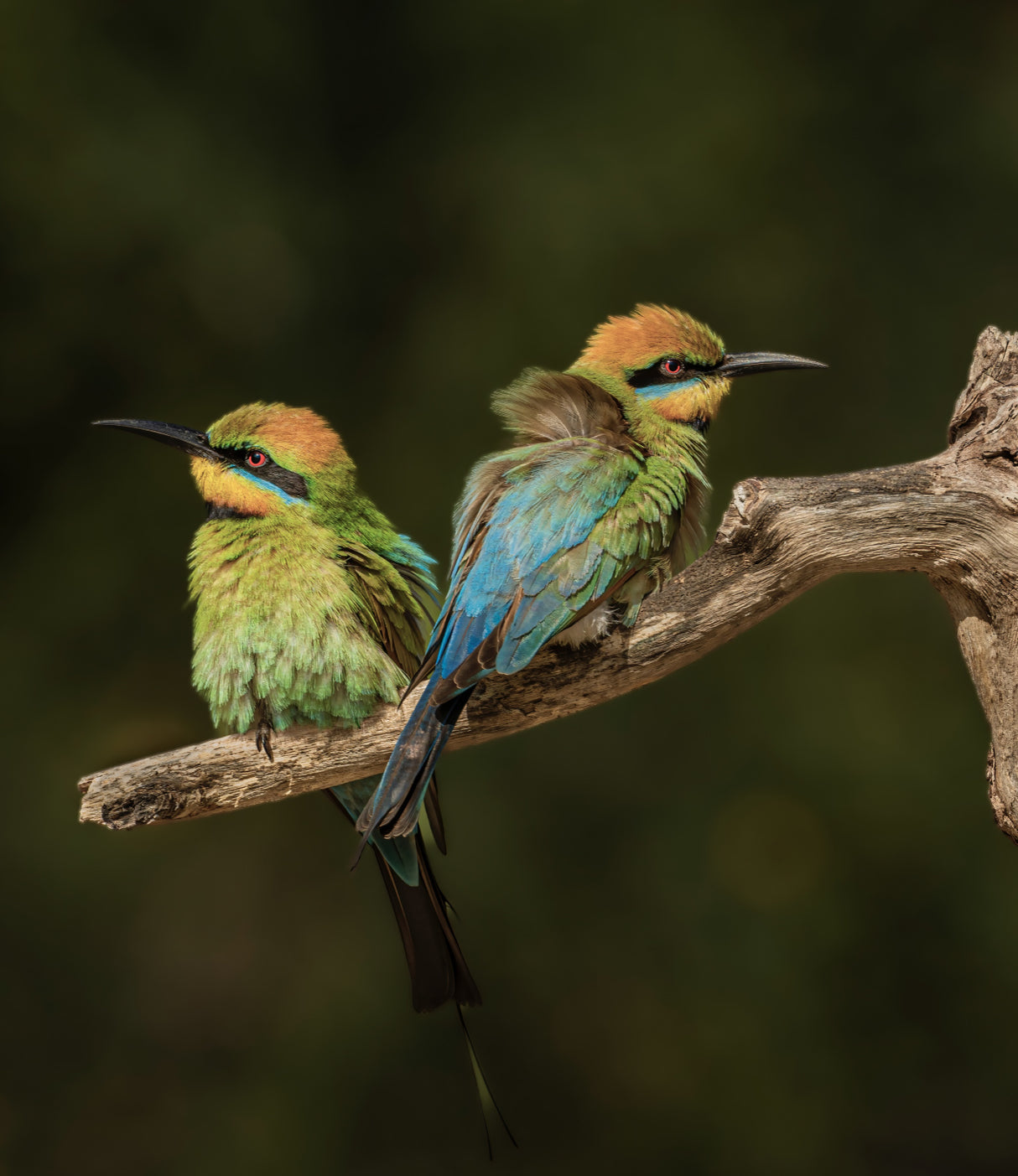 Rainbow Bee-eaters Poster och Canvastavla