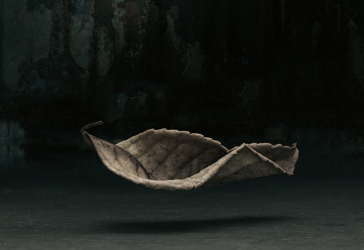 Fallen Poster och Canvastavla