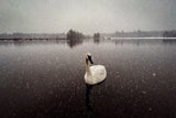 My swan III Poster och Canvastavla
