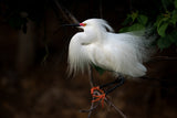 Snowy Egret Poster och Canvastavla
