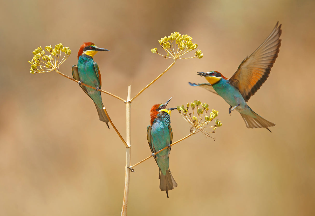 Bee-eaters - who will earn the Bee... Poster och Canvastavla