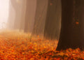 Autumn Poster och Canvastavla