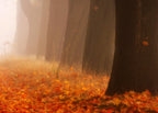 Autumn Poster och Canvastavla
