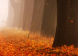 Autumn Poster och Canvastavla