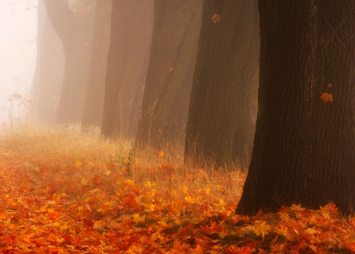 Autumn Poster och Canvastavla
