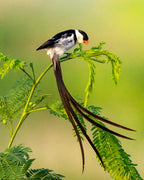 Pin-Tailed Whydah Poster och Canvastavla