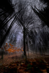 farewell from autumn Poster och Canvastavla