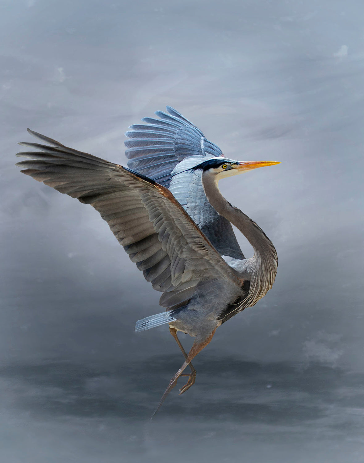 The Great Blue Heron Poster och Canvastavla