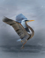 The Great Blue Heron Poster och Canvastavla