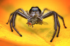 Gigantius Jumping Spider Poster och Canvastavla