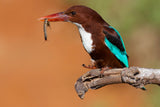 White Throated Kingfisher Poster och Canvastavla