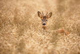 Deer in the field Poster och Canvastavla