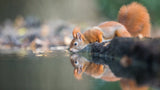 red squirrel Poster och Canvastavla