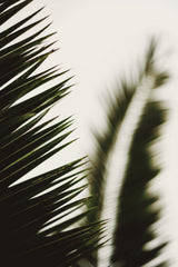 Palm Branches Poster och Canvastavla