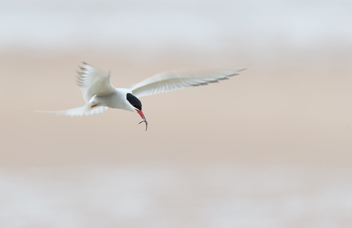 Tern with fish by the beach Poster och Canvastavla