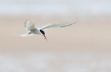 Tern with fish by the beach Poster och Canvastavla