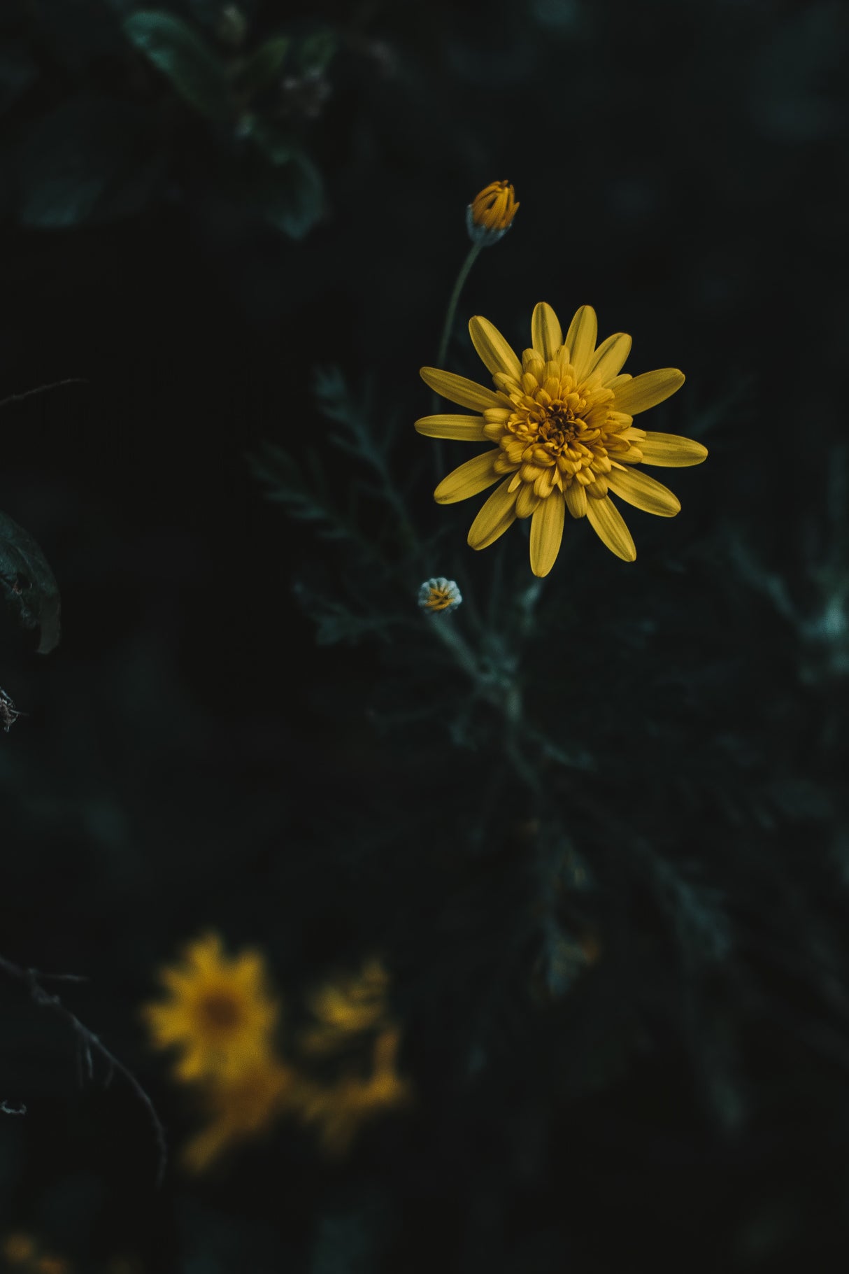 Yellow Flower Poster och Canvastavla