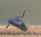 Great blue heron Poster och Canvastavla