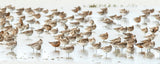Bar-tailed Godwit 19 Poster och Canvastavla