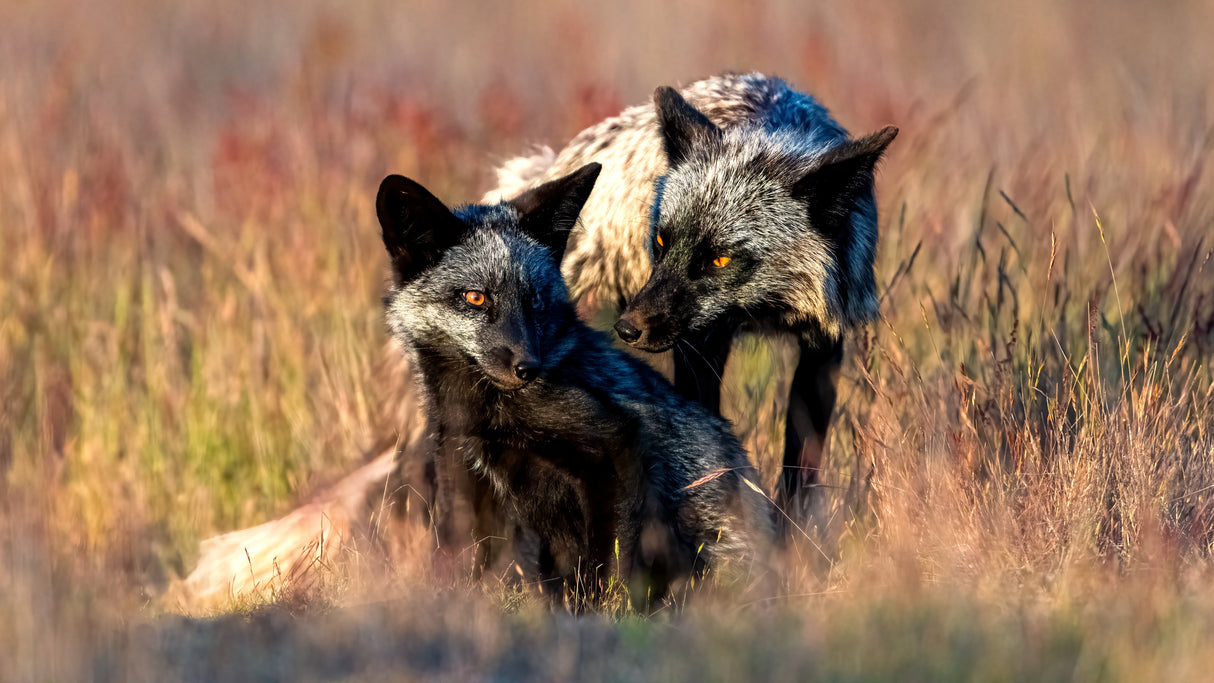 Black Foxs Poster och Canvastavla