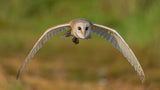 Owl: look me in the eyes Poster och Canvastavla