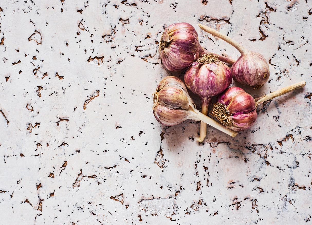 Healthy garlic Poster och Canvastavla
