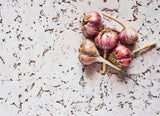 Healthy garlic Poster och Canvastavla