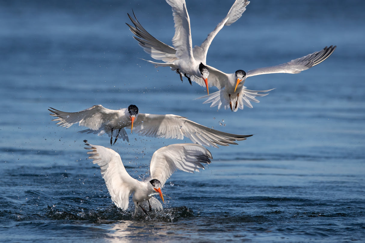 Terns Hunting Fish Poster och Canvastavla