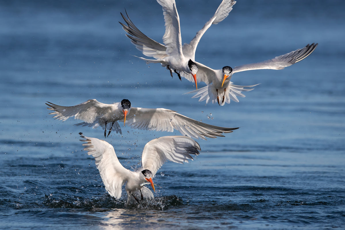 Terns Hunting Fish Poster och Canvastavla
