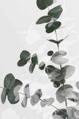 Eucalyptus Creative 04 Poster och Canvastavla