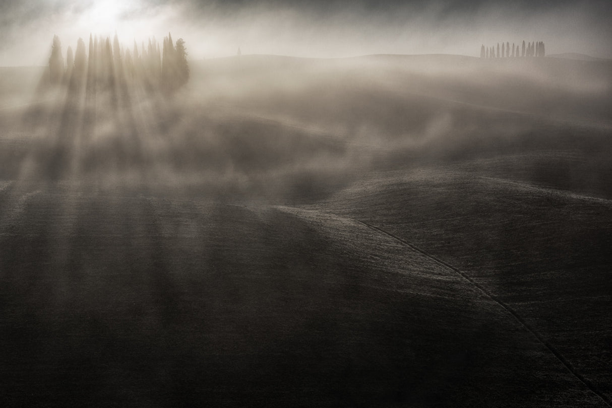 little cypresses Poster och Canvastavla