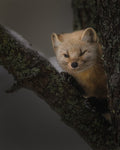 Cute Little Face Poster och Canvastavla