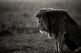 The sad lion Poster och Canvastavla