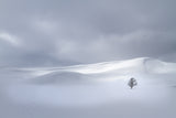Winter Solitude 7142 Poster och Canvastavla
