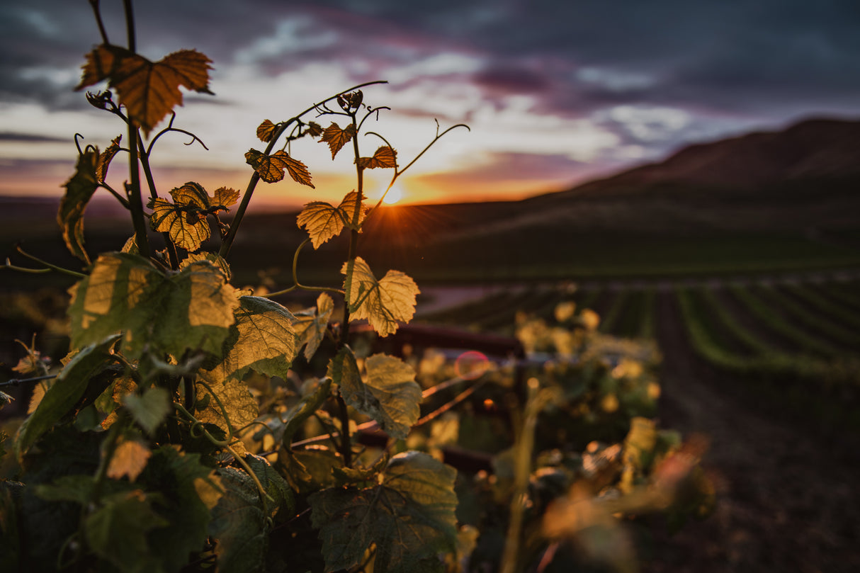 Vineyards Poster och Canvastavla