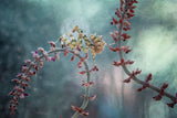 Between Wild Flowers Poster och Canvastavla
