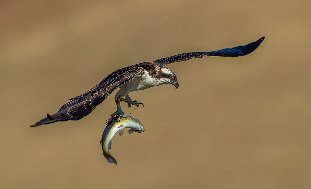 Osprey and fish Poster och Canvastavla