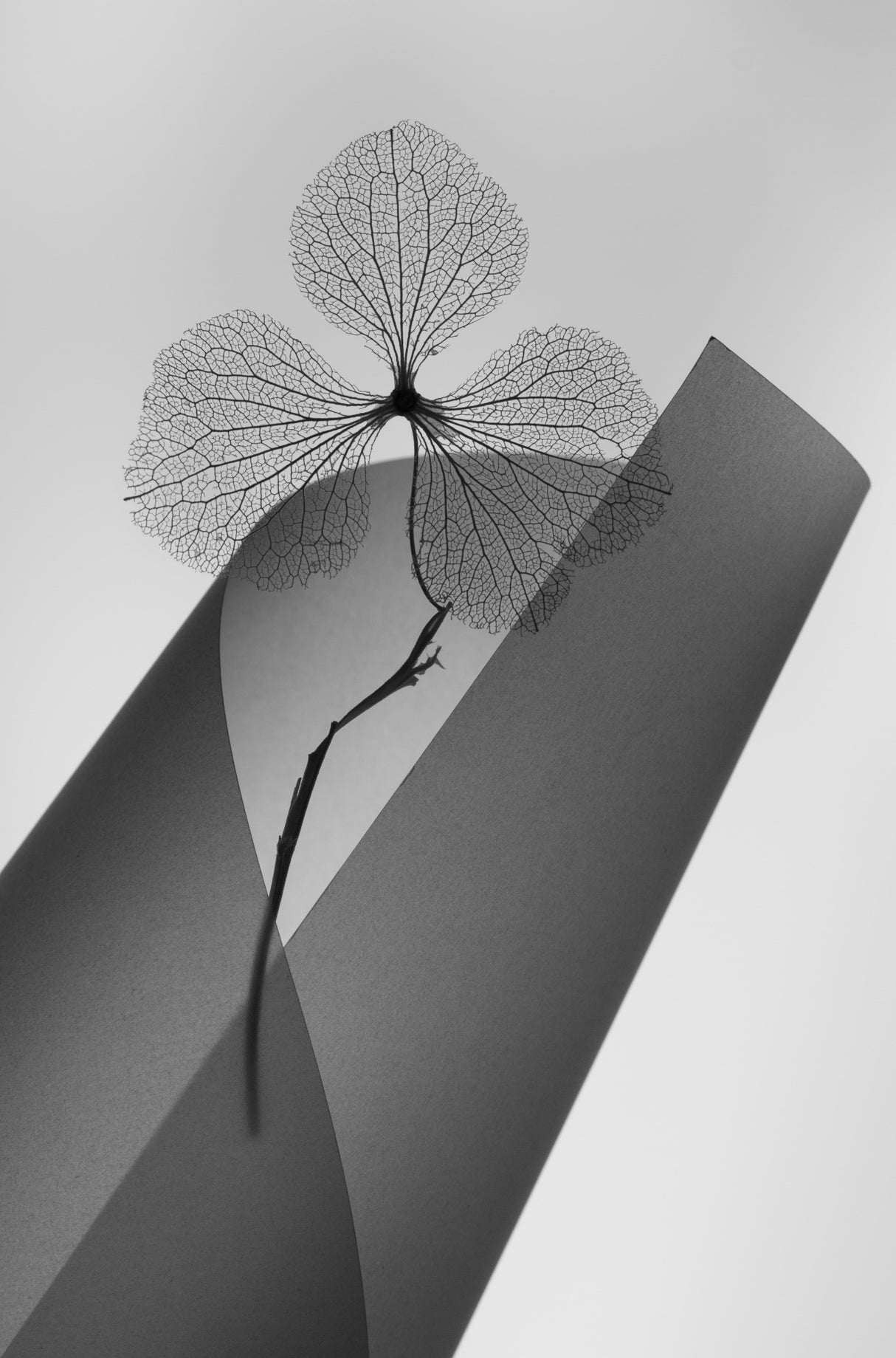 Hydrangea Poster och Canvastavla
