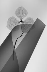 Hydrangea Poster och Canvastavla