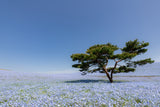 Nemophila Hill Poster och Canvastavla