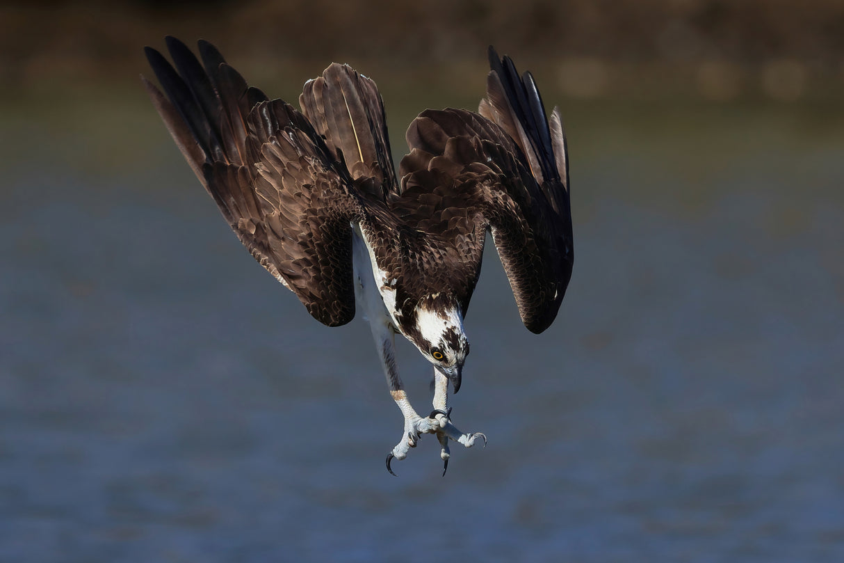 Osprey in action Poster och Canvastavla