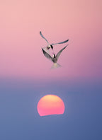 Stunts at sunset Poster och Canvastavla