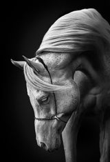 white stallion Poster och Canvastavla